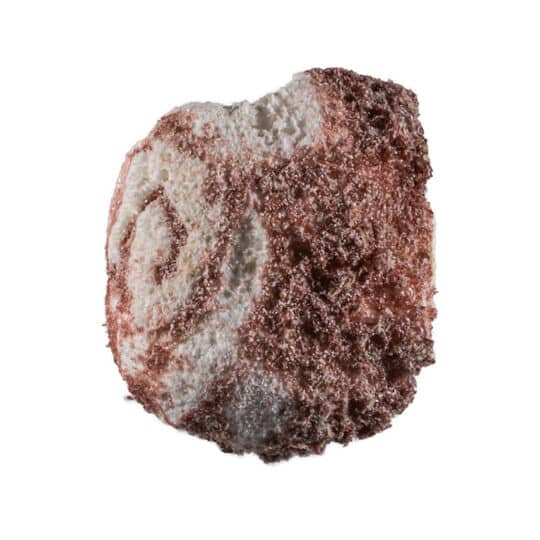 Chocolate swirl piece of Taffy Bombs Freeze Dried Candy closeup can see texture.